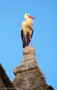 Cigüeña