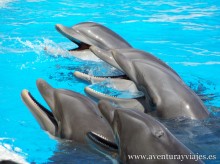 Delfines