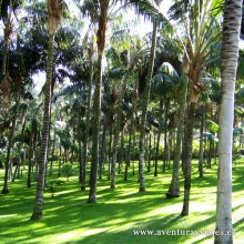 Jardín de palmeras