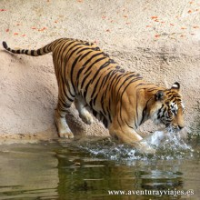 Tigre bañándose