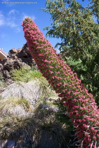 Tajinaste rojo en el parque naturla del teide